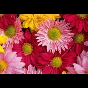 Meet your Posher, Daisy